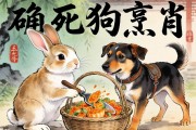兔死狗烹打一正确生肖