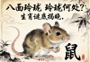 八面玲珑，玲珑何处？生肖谜底揭晓，鼠