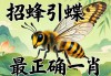 招蜂引蝶最正确一肖
